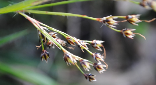 Luzula forsteri / Erba lucciola mediterranea