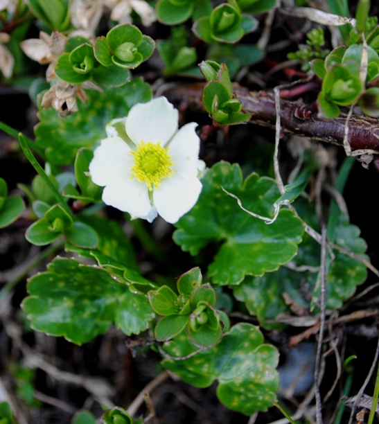 Majella - Ranunculus magellensis