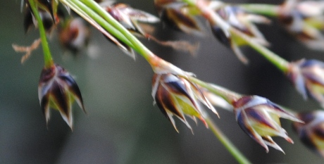 Luzula forsteri / Erba lucciola mediterranea