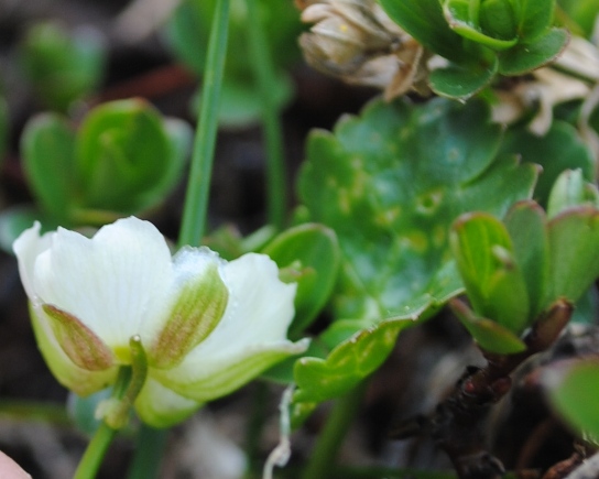 Majella - Ranunculus magellensis