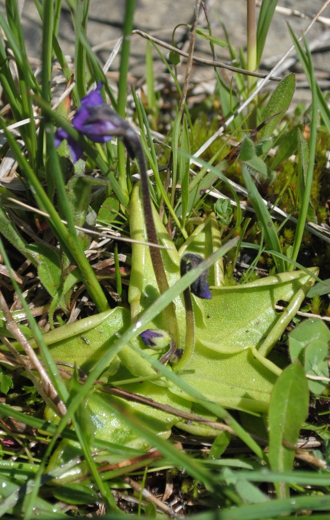 Pinguicula