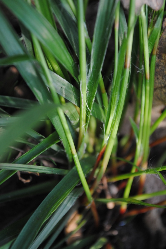 Luzula forsteri / Erba lucciola mediterranea