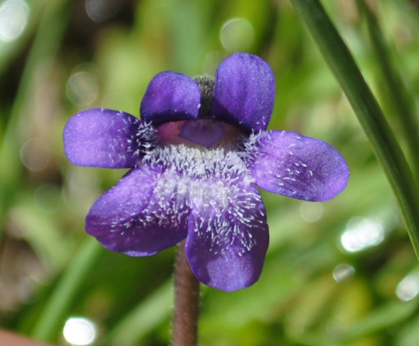 Pinguicula