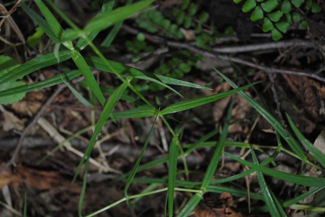 Stellaria holostea