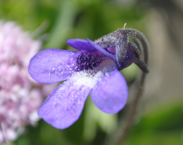 Pinguicula