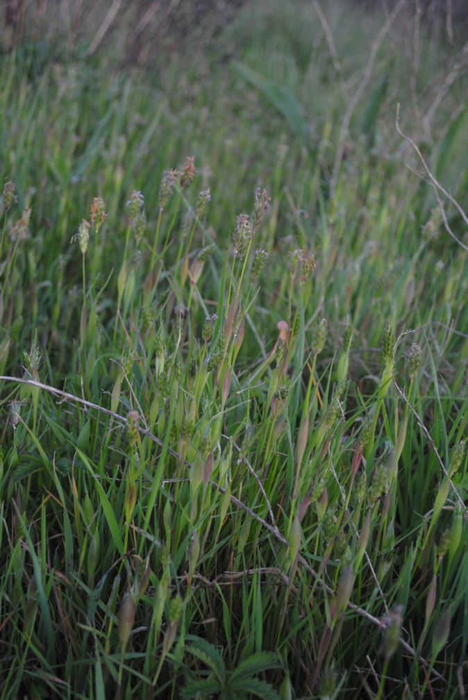 Alopecurus rendlei (= Alopecurus utriculatus)