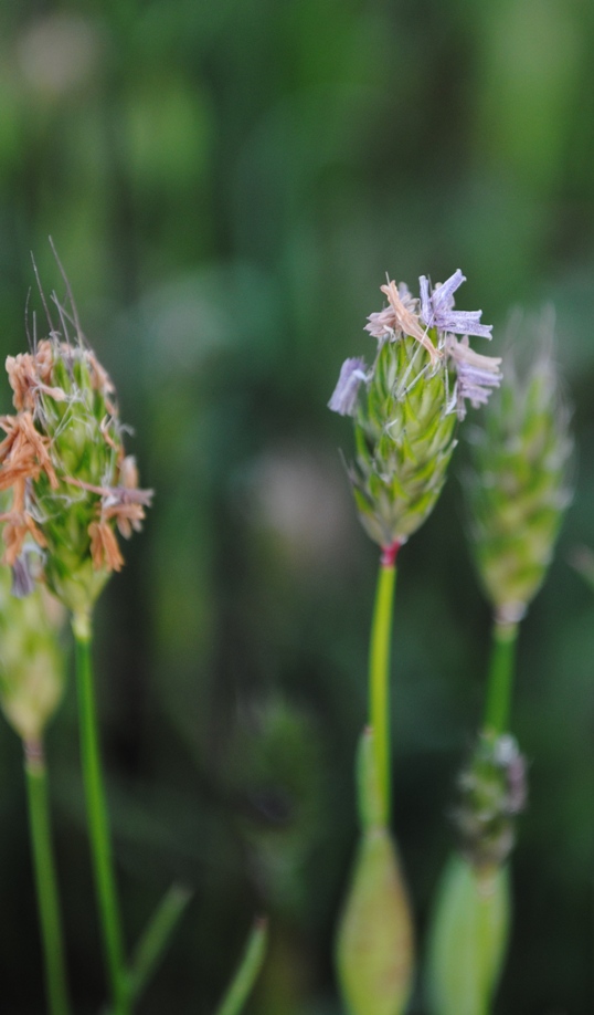 Alopecurus rendlei (= Alopecurus utriculatus)