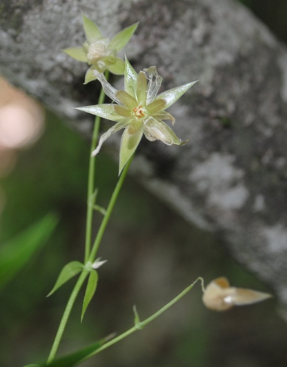 Stellaria holostea