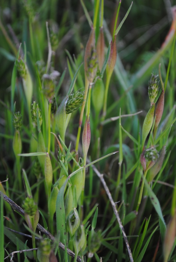 Alopecurus rendlei (= Alopecurus utriculatus)