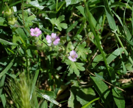 Geranium molle