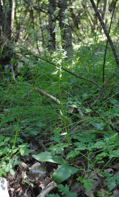 Platanthera bifolia?