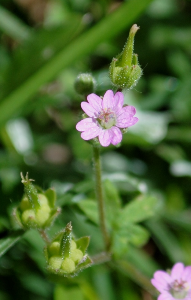 Geranium molle