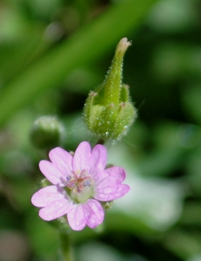 Geranium molle