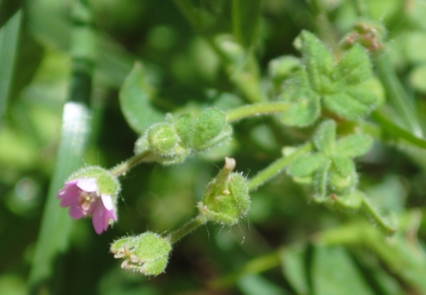 Geranium molle