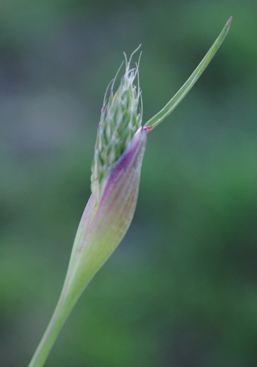 Alopecurus rendlei (= Alopecurus utriculatus)