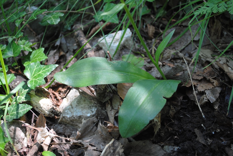 Platanthera bifolia?