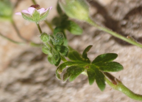 Geranium molle