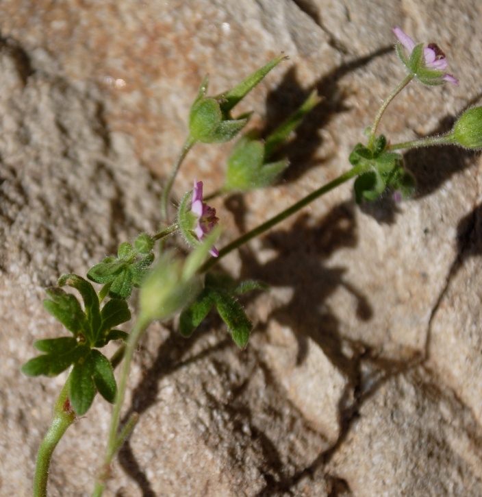 Geranium molle