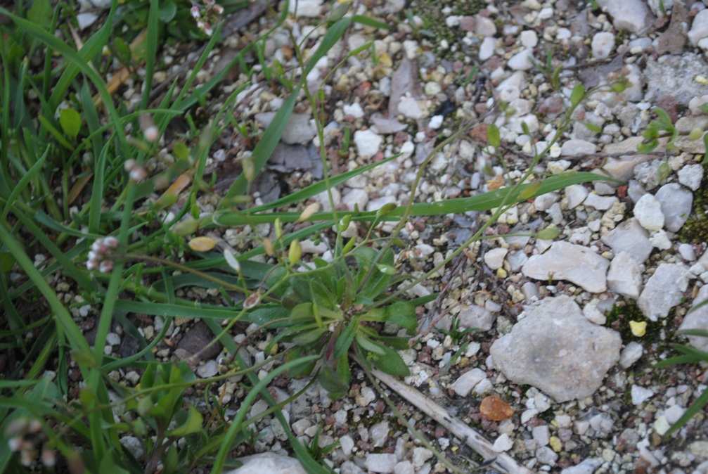 Erophila verna