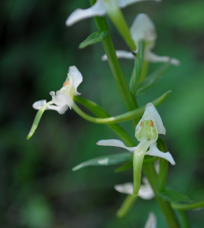 Platanthera bifolia?