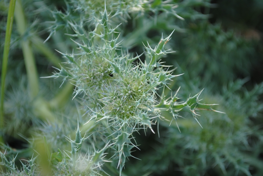 Cardo sconosciuto