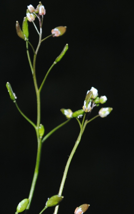 Erophila verna