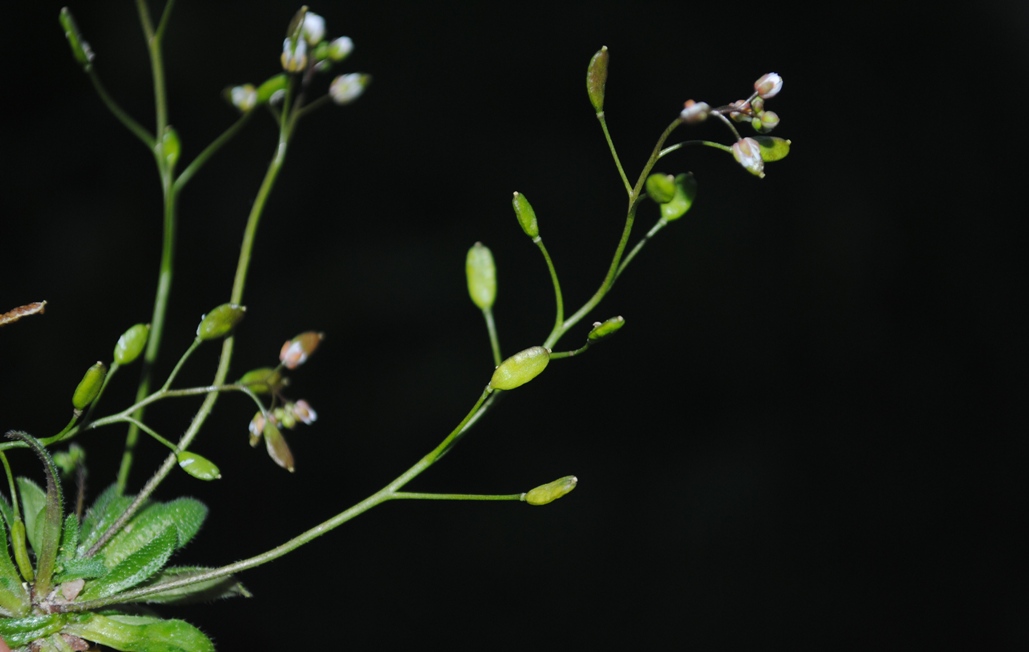 Erophila verna