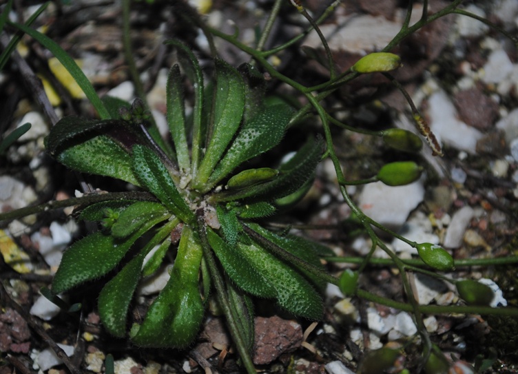 Erophila verna