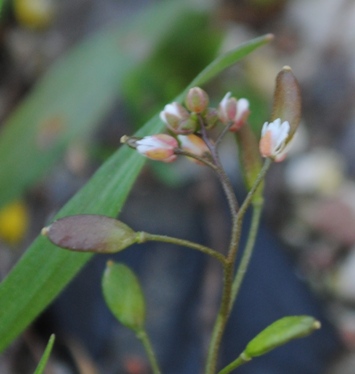 Erophila verna