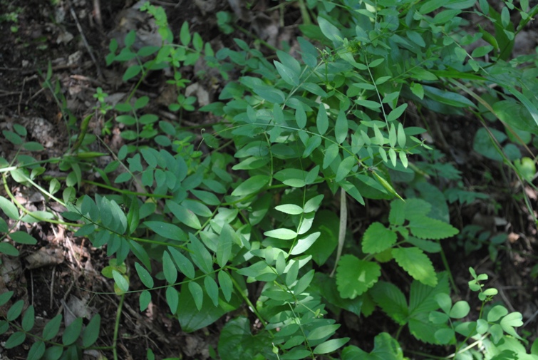 Vicia sepium / Veccia silvana