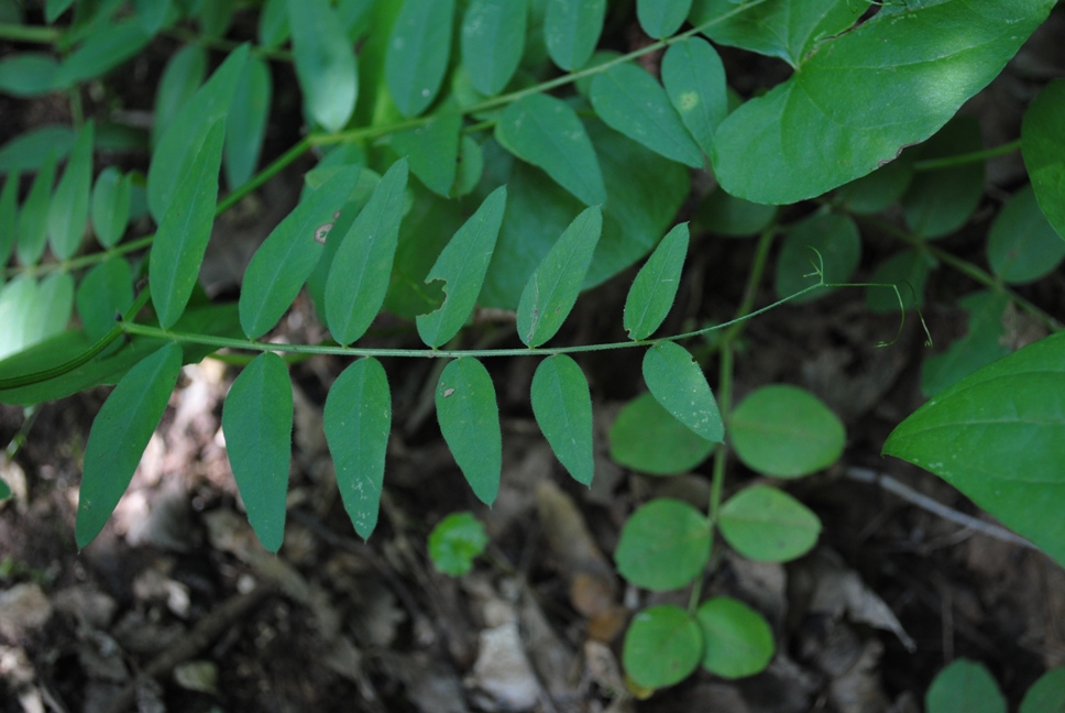 Vicia sepium / Veccia silvana