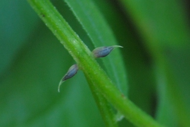 Vicia sepium / Veccia silvana