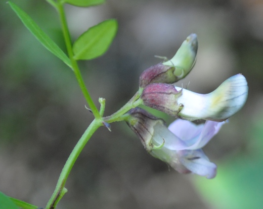 Vicia sepium / Veccia silvana