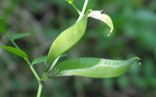 Vicia sepium / Veccia silvana