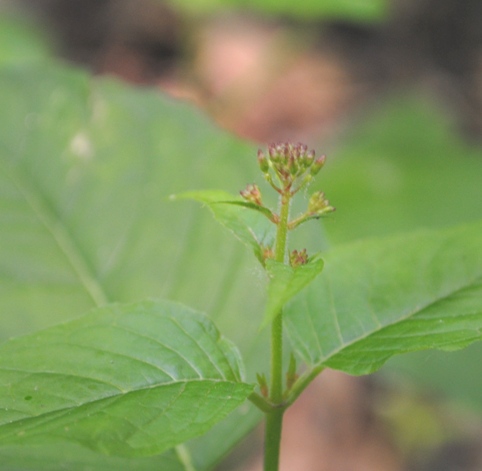 Circaea lutetiana