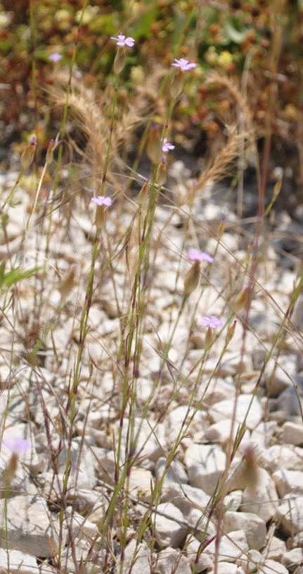 Petrorhagia prolifera