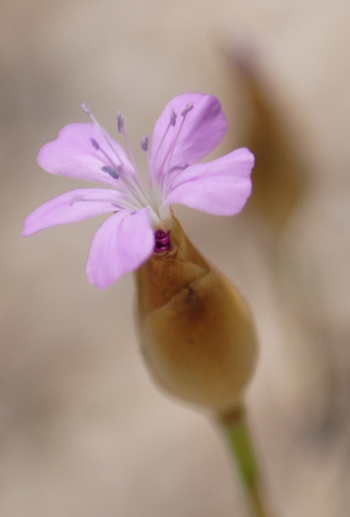 Petrorhagia prolifera