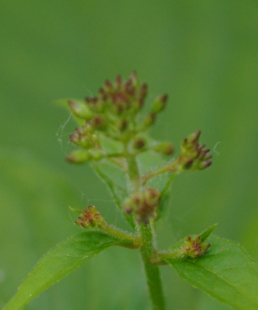 Circaea lutetiana