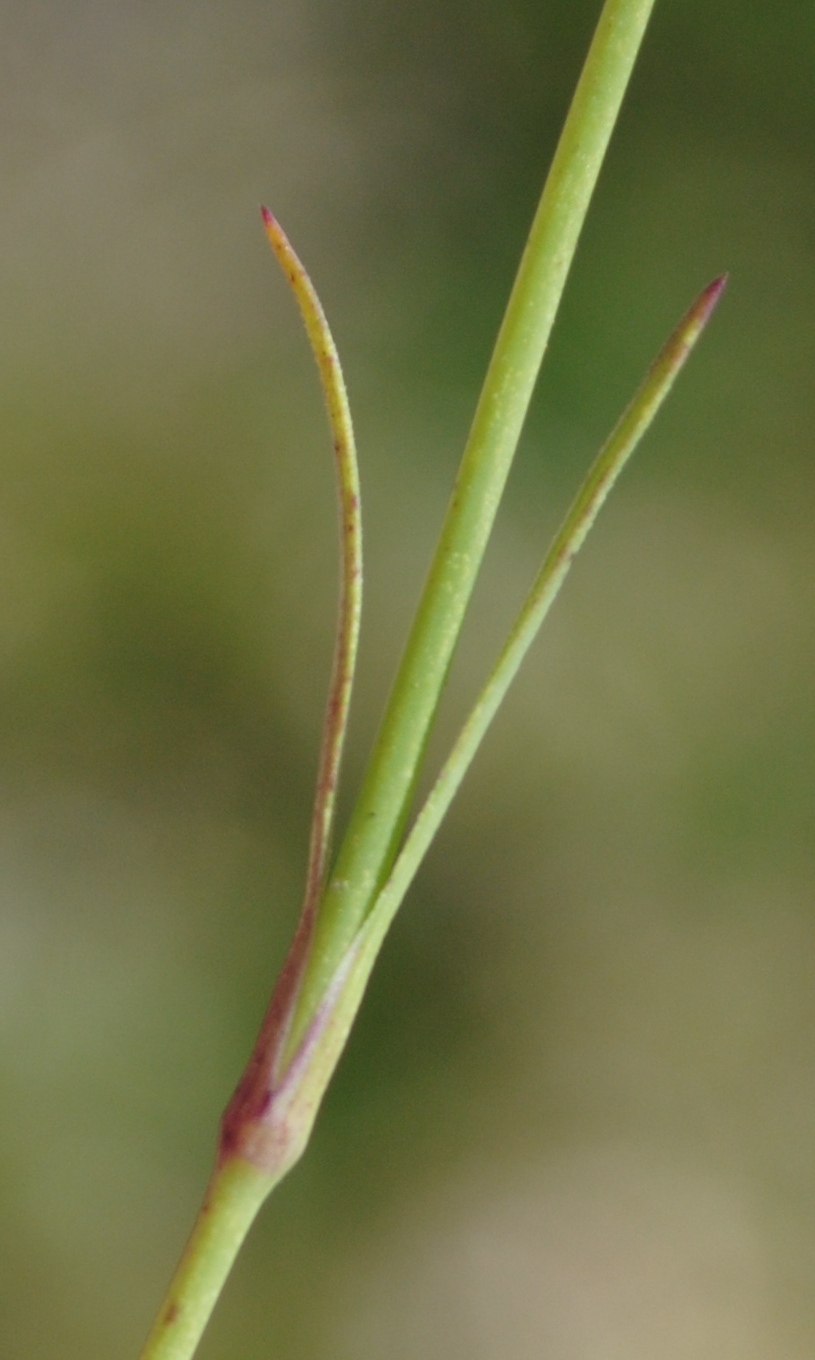 Petrorhagia prolifera