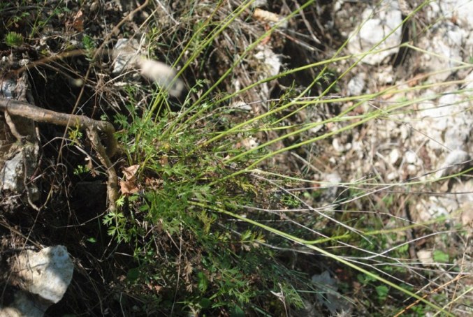 Pimpinella tragium / Tragoselino rupestre