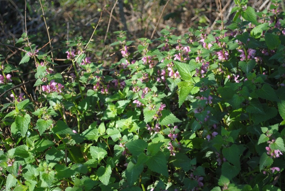 Lamium maculatum