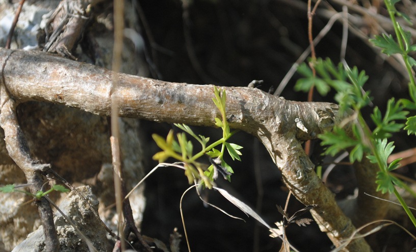 Pimpinella tragium / Tragoselino rupestre