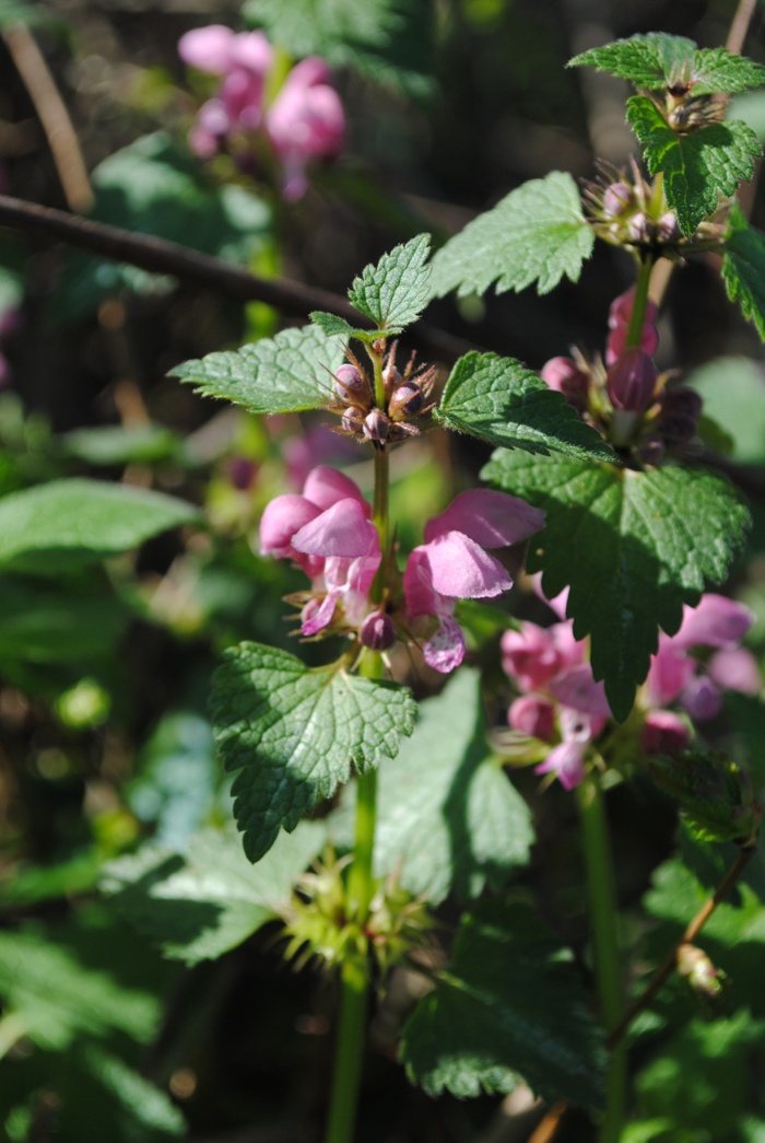 Lamium maculatum