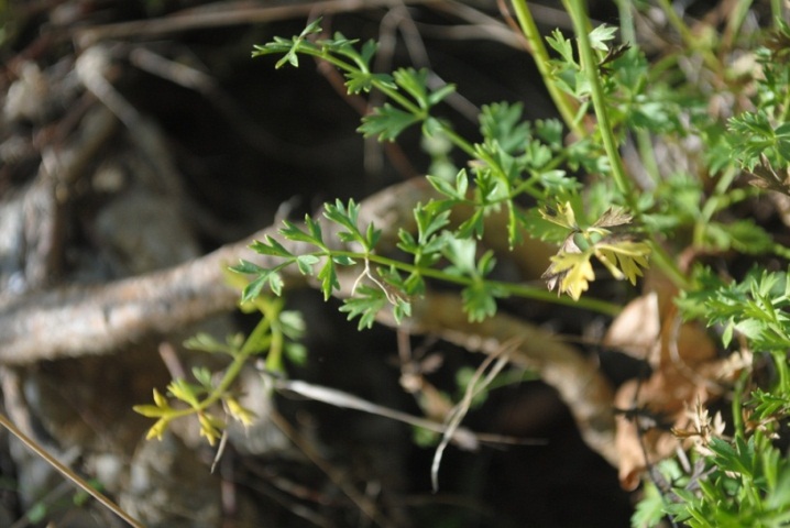 Pimpinella tragium / Tragoselino rupestre