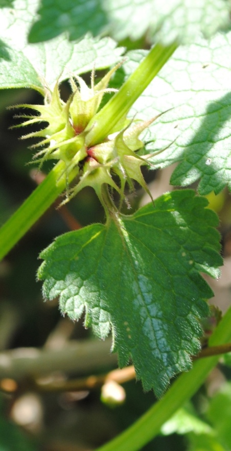 Lamium maculatum