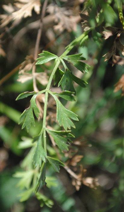 Pimpinella tragium / Tragoselino rupestre