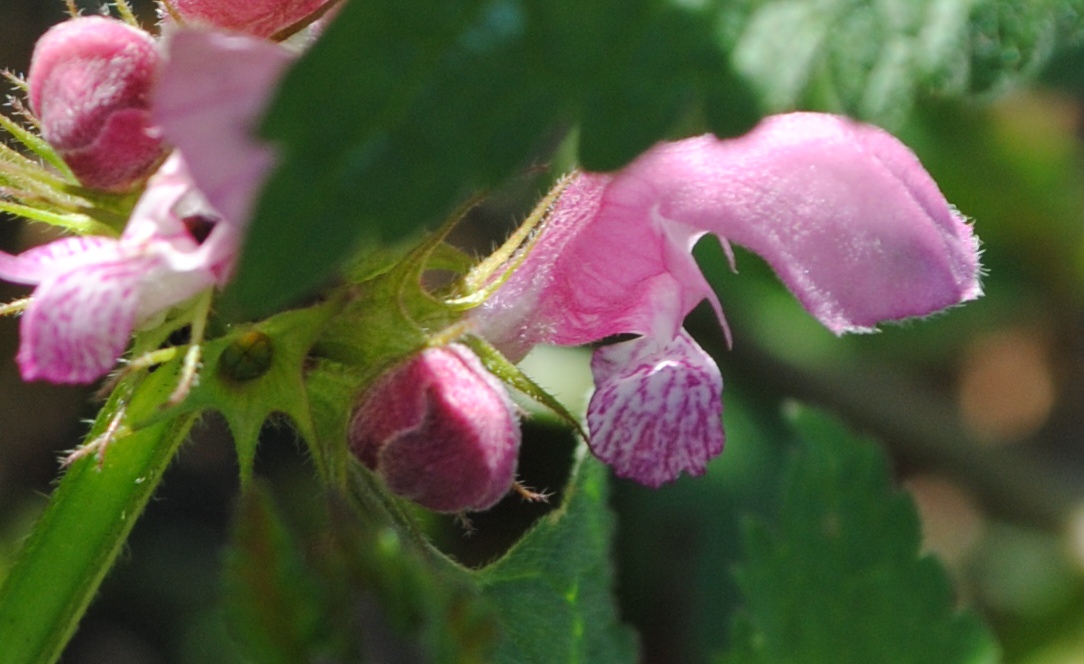 Lamium maculatum