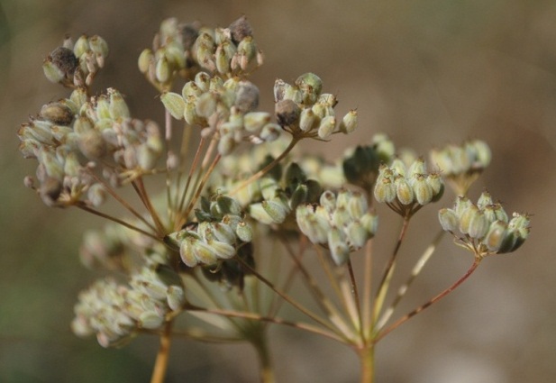 Pimpinella tragium / Tragoselino rupestre