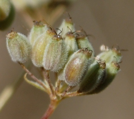 Pimpinella tragium / Tragoselino rupestre