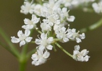 Pimpinella tragium / Tragoselino rupestre